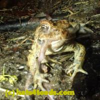 /home//u458753944/public_html/sourcegallery//Roxborough Toad Detour/2013-2019/2018/2018-04-28/small/P4280017.jpg